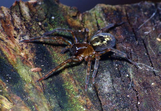 Lace webbed spider (Amaurobius similis)