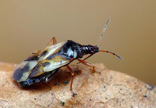 True Bug (Anthocoris nemorum)