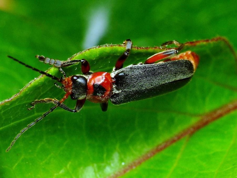 Soldier Beetle (Cantharis rustica)