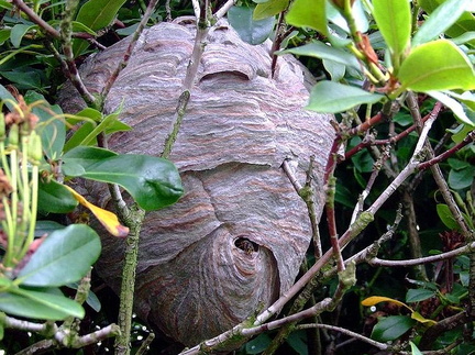 Median Wasp (Dolichovespula media) (268)