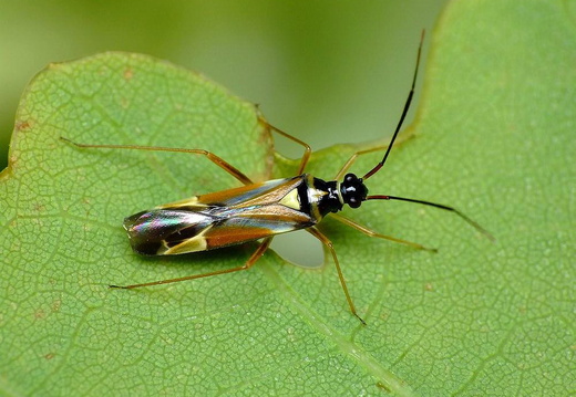 Harlequin Bug (Cyllecoris histrionicus)
