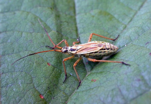 Bug (Leptopterna dolabrata)