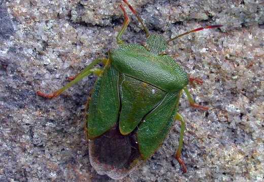 Green Shieldbug (Palomena prasina) (317)