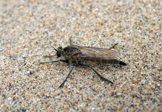 Robber Fly (Philonicus albiceps)