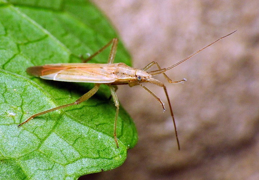 Grass Bug (Stenodema laevigatum)