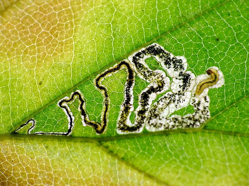 Micro-moth (Stigmella tityrella)