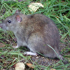 Brown Rat (Rattus norvegicus) (352)