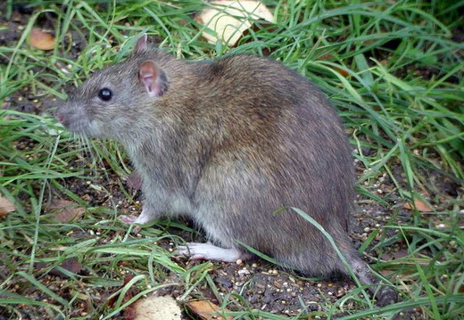 Brown Rat (Rattus norvegicus) (352)