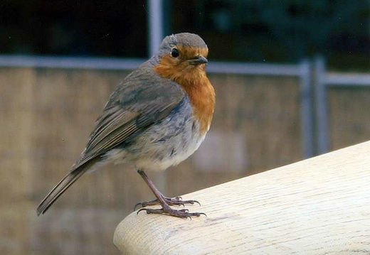 Robin (Erithacus rubecula) (353)