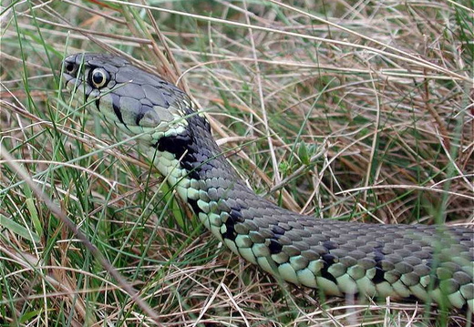 Grass Snake (Natrix natrix) (356)