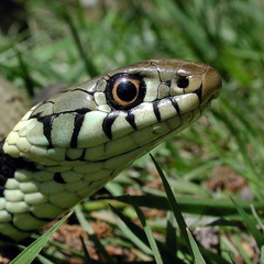 Grass Snake (Natrix natrix) (355)