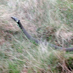 Grass Snake (Natrix natrix) (357)