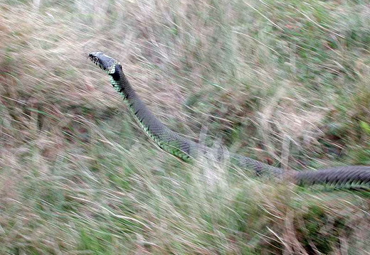 Grass Snake (Natrix natrix) (357)