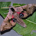 Eyed Hawk-moth (Smerinthus ocellata) (360)