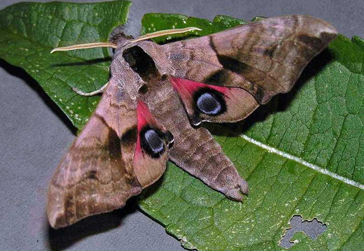 Eyed Hawk-moth (Smerinthus ocellata) (360)
