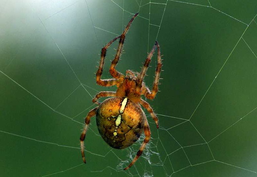 Garden Cross Spider (Araneus diadematus) (365)