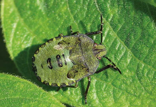 Green Shieldbug (Palomena prasina) (372)