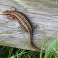 Common or Viviparous Lizard (Lacerta vivipara) (373)