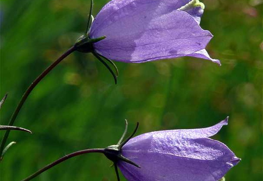 Harebell (Campanula rotundifolia) (393)