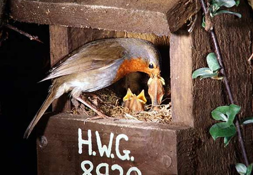 Robin (Erithacus rubecula) (396)