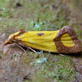 Sulphur Knapweed Moth (Agapeta zoegana)