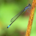 Blue-tailed Damselfy (Ischnura elegans)