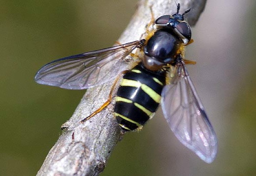 Hoverfly (Dasysyrphus tricinctus)
