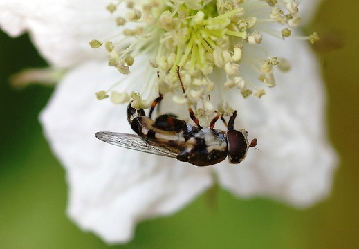 Thick-legged hoverfly (Syritta pipiens)