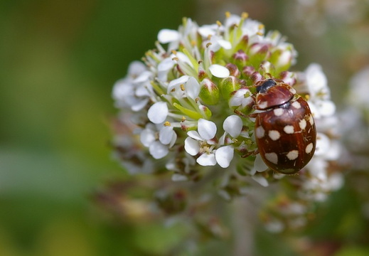 Cream-Spot Ladybird (Calvia quattuordecimguttata) (434)