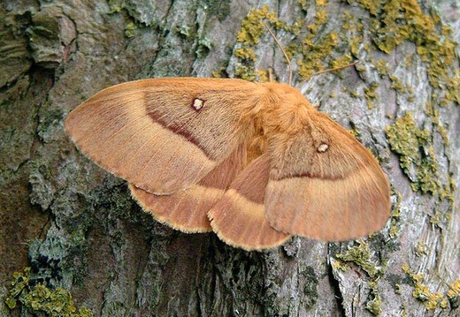 Oak Eggar (Lasiocampa quercus) (438)