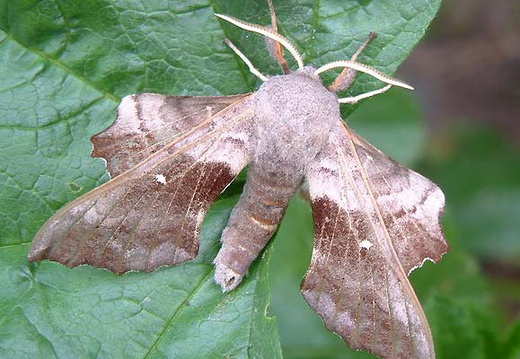 Poplar Hawk-moth (Laothoe populi) (440)