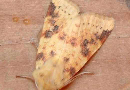 Sallow Moth (Xanthia icteritia)