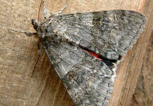 Red Underwing Moth (Catocala nupta)