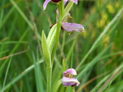 Bee Orchid (Ophrys apifera) (455)