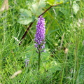 Common Spotted Orchid(Dactylorhiza fuchsii)