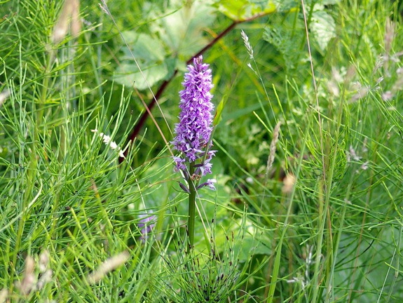 Common Spotted Orchid(Dactylorhiza fuchsii)