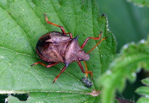 Shield Bug (Picromerus Bidens)