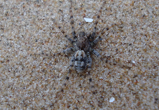 Spider (Arctosa perita)