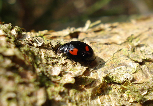 Pine Ladybird (Exochomus quadripustulatus)