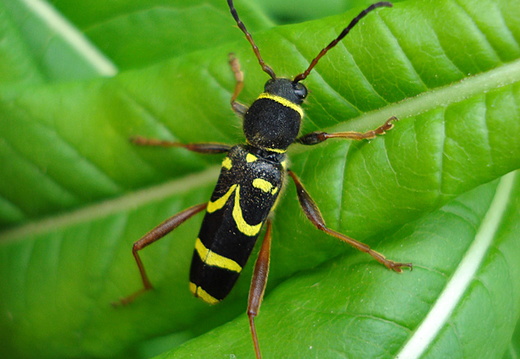 Wasp Beetle (Clytus arietis)