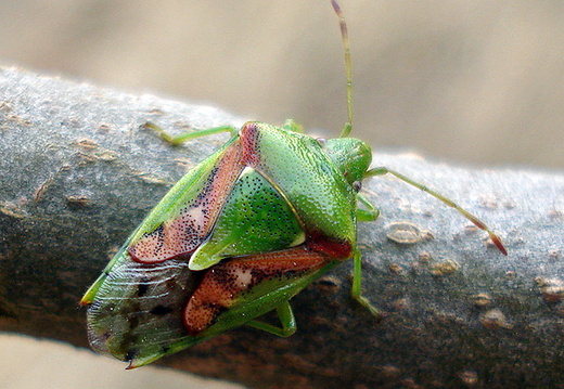 Juniper Shieldbug (Elasmostethus tristriatus)