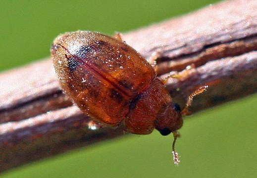 Rhizobius litura (Coleoptera)