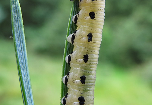Diprion pini (Sawfly larva)