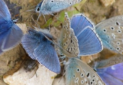 Blue Butterflies on Dung