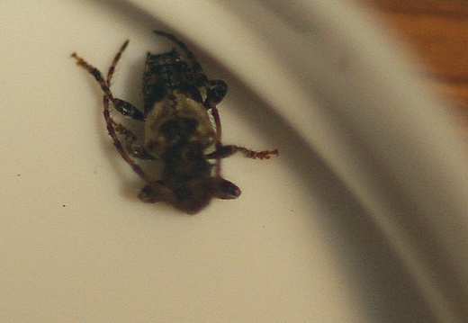Pogonocherus hispidus 