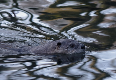 Otter Swimming
