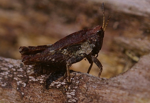 Common Groundhopper