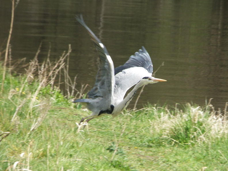 Heron taking off