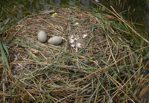 Mute Swan (Cygnus olor) Eggs