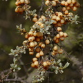 Sea Buckthorn (Hippophae rhamnoides) In Fruit